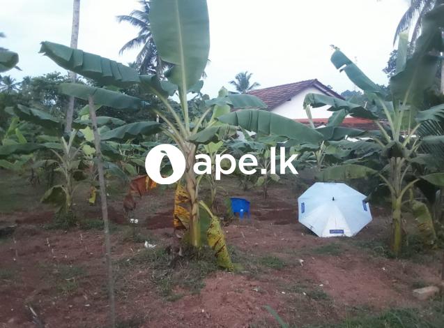 LAND FOR SALE NEGOMBO